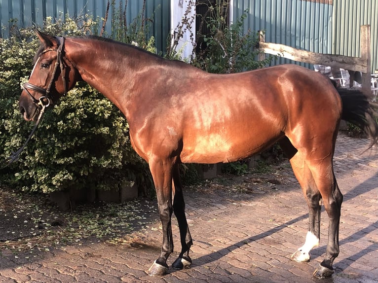 Caballo de salto Oldenburgo Yegua 5 años 168 cm Castaño in Hiddenhausen