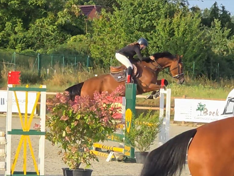 Caballo de salto Oldenburgo Yegua 5 años 168 cm Castaño in Braunschweig