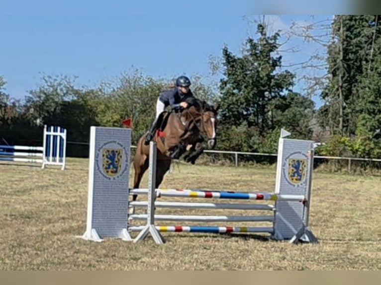 Caballo de salto Oldenburgo Yegua 5 años 168 cm Castaño in Braunschweig