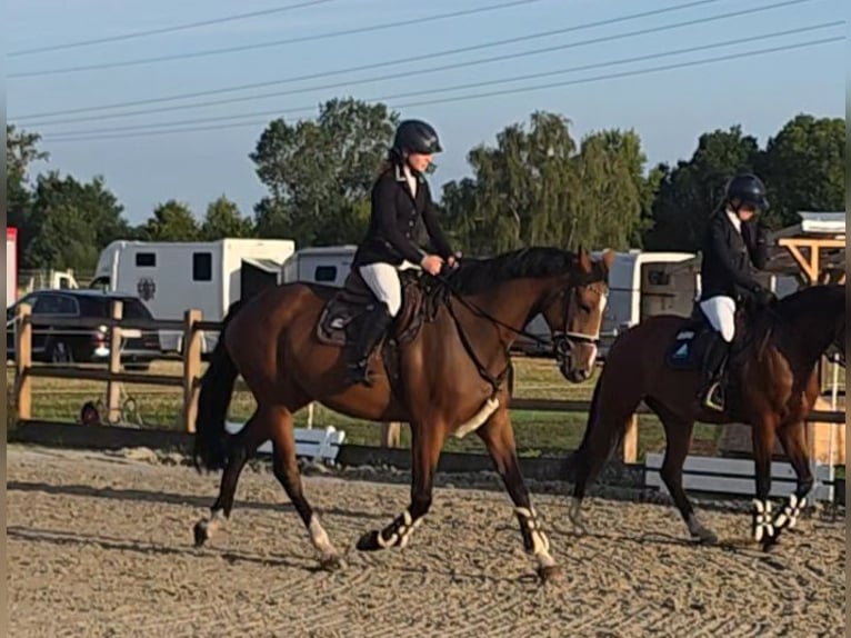 Caballo de salto Oldenburgo Yegua 5 años 168 cm Castaño in Braunschweig
