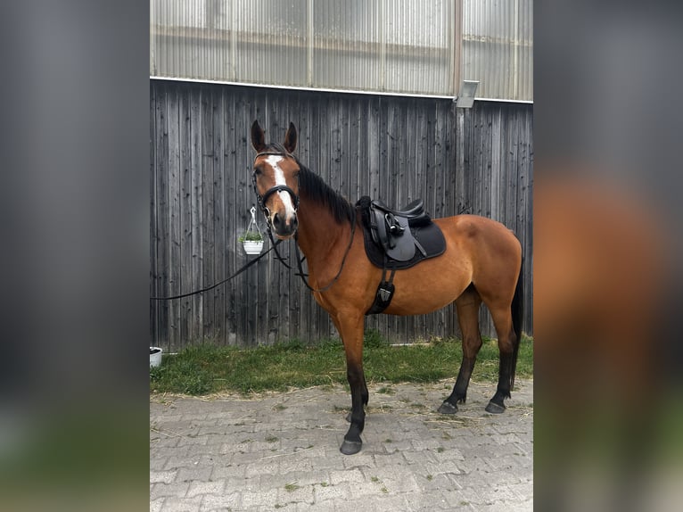 Caballo de salto Oldenburgo Yegua 5 años 168 cm Castaño in Berlin