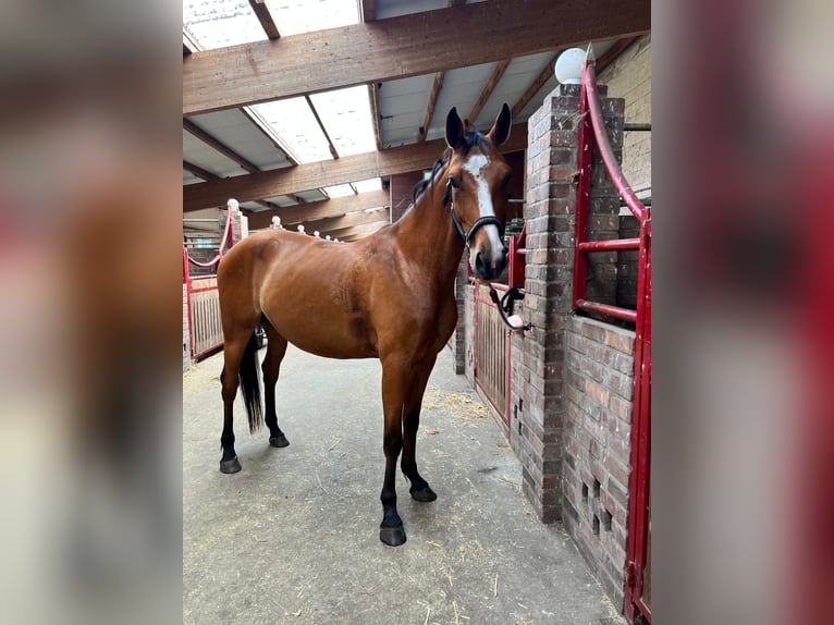 Caballo de salto Oldenburgo Yegua 5 años 168 cm Castaño in Berlin