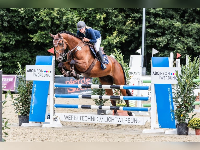 Caballo de salto Oldenburgo Yegua 5 años 168 cm Castaño in Osnabrück