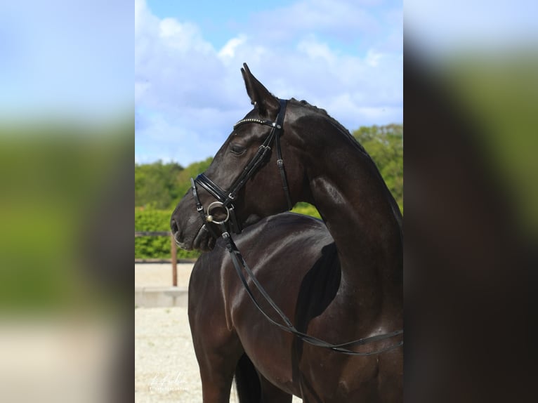 Caballo de salto Oldenburgo Yegua 5 años 168 cm Negro in Wardenburg
