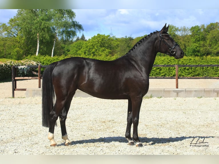 Caballo de salto Oldenburgo Yegua 5 años 168 cm Negro in Wardenburg