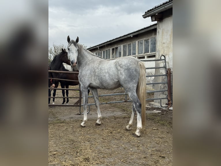 Caballo de salto Oldenburgo Yegua 5 años 168 cm Tordo in Schwedt/Oder