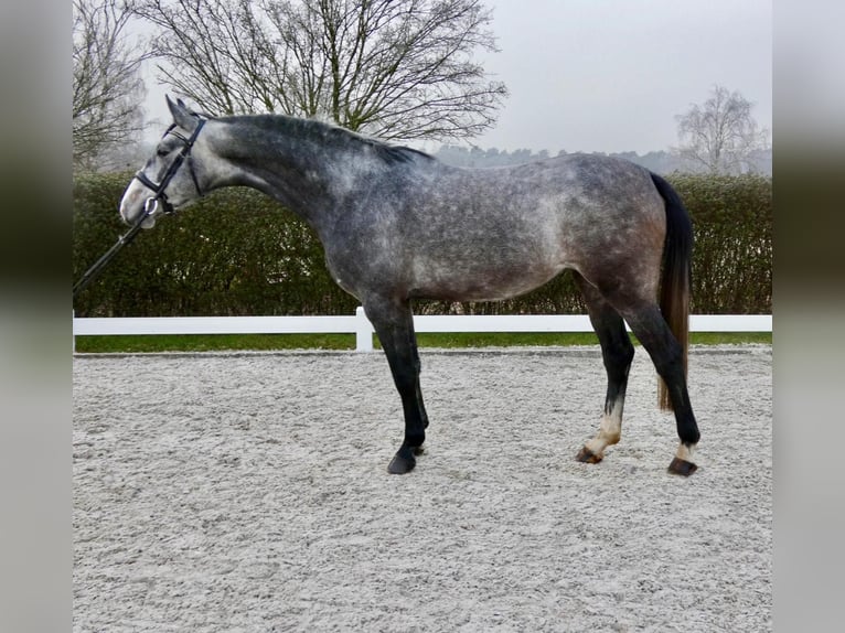 Caballo de salto Oldenburgo Yegua 5 años 168 cm Tordo in Wedemark