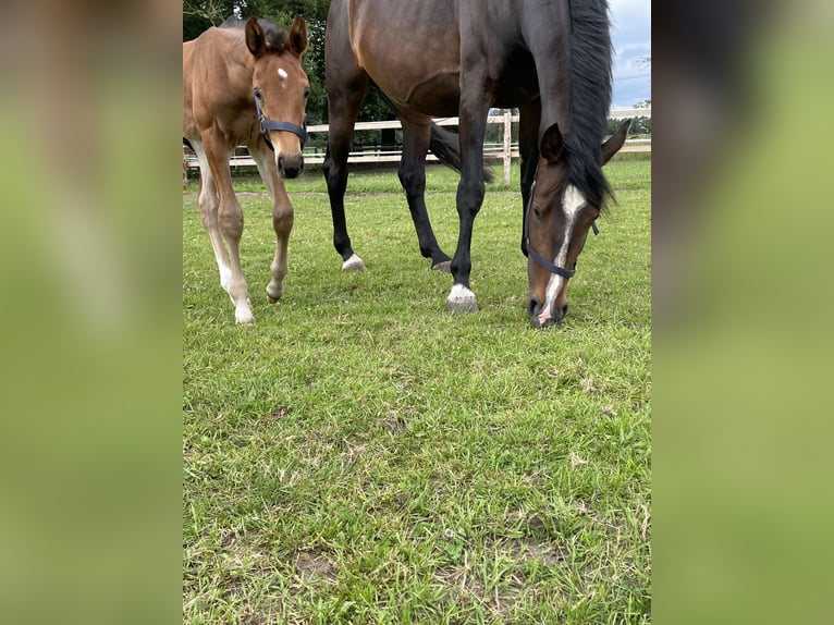 Caballo de salto Oldenburgo Yegua 5 años 169 cm Castaño oscuro in Versmold