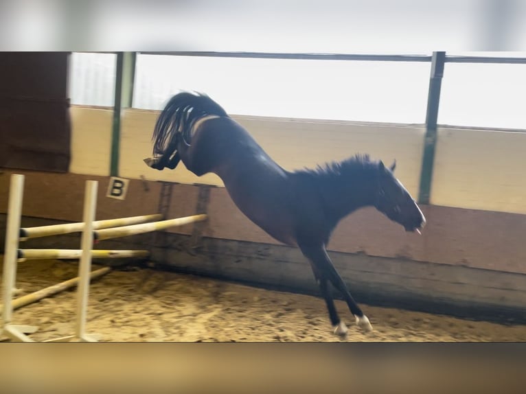 Caballo de salto Oldenburgo Yegua 5 años 169 cm Castaño oscuro in Versmold