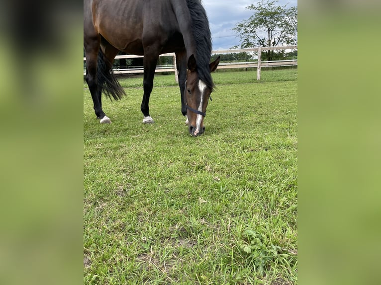 Caballo de salto Oldenburgo Yegua 5 años 169 cm Castaño oscuro in Versmold