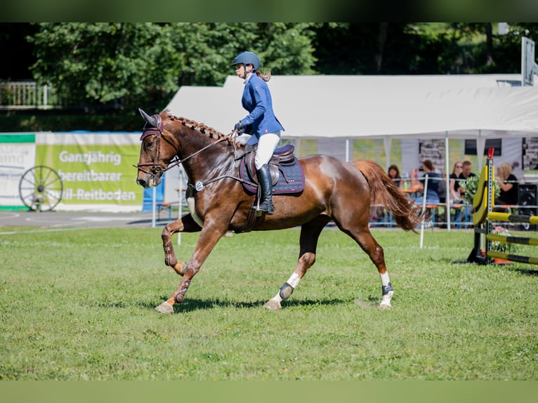 Caballo de salto Oldenburgo Yegua 5 años 170 cm Alazán-tostado in Dinkelsbühl