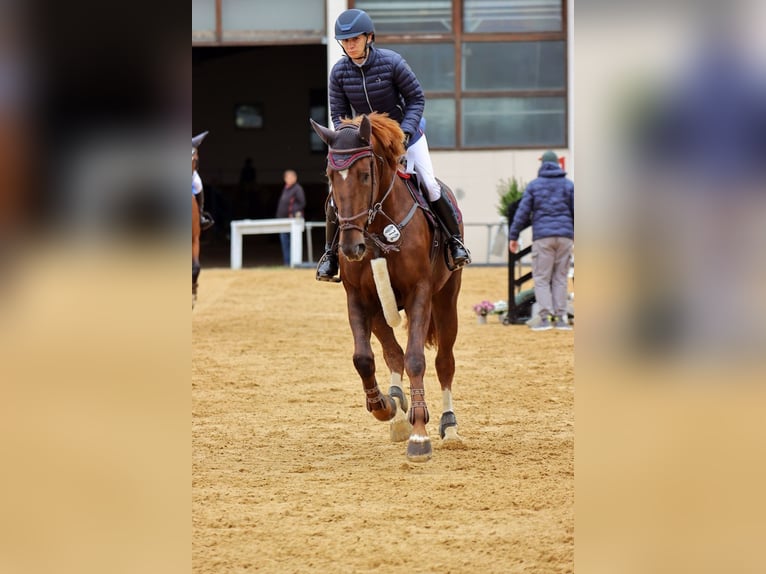 Caballo de salto Oldenburgo Yegua 5 años 170 cm Alazán-tostado in Dinkelsbühl