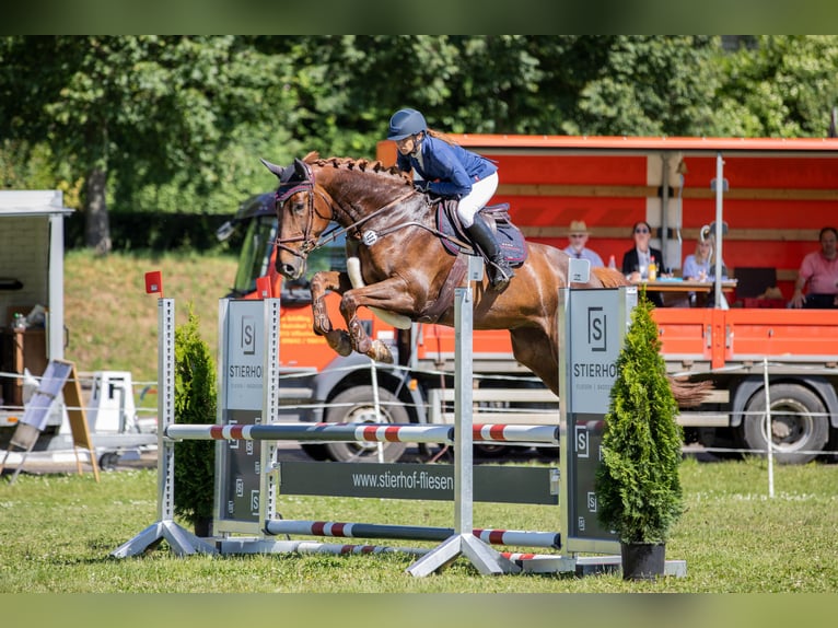 Caballo de salto Oldenburgo Yegua 5 años 170 cm Alazán-tostado in Dinkelsbühl