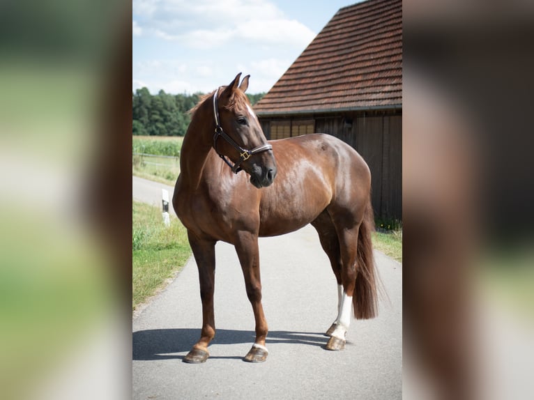 Caballo de salto Oldenburgo Yegua 5 años 170 cm Alazán-tostado in Dinkelsbühl