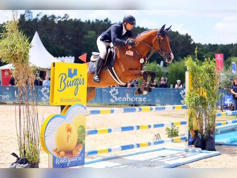 Caballo de salto Oldenburgo Yegua 5 años 170 cm Castaño in Moosach