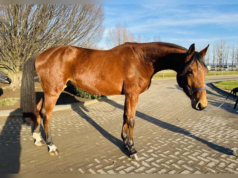 Caballo de salto Oldenburgo Yegua 5 años 170 cm Castaño in Zülpich