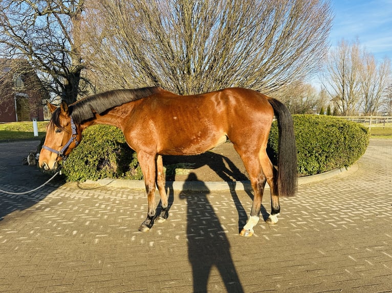 Caballo de salto Oldenburgo Yegua 5 años 170 cm Castaño in Zülpich