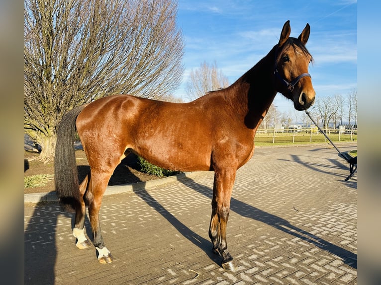 Caballo de salto Oldenburgo Yegua 5 años 170 cm Castaño in Zülpich