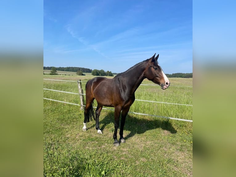 Caballo de salto Oldenburgo Yegua 5 años 171 cm Castaño oscuro in Weiden bei Rechnitz