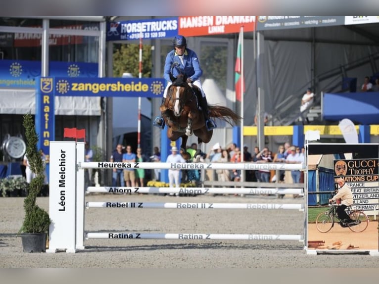 Caballo de salto Oldenburgo Yegua 5 años 171 cm Castaño oscuro in Weiden bei Rechnitz