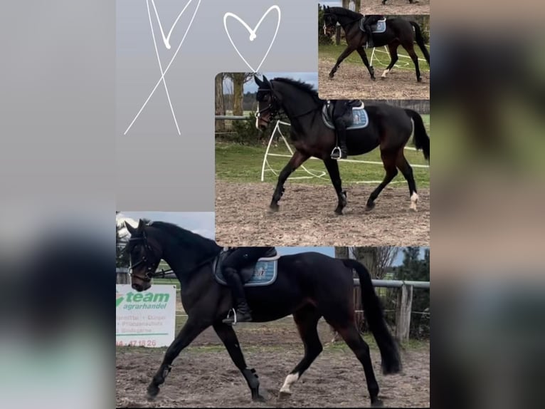 Caballo de salto Oldenburgo Yegua 5 años 171 cm Castaño oscuro in Weiden bei Rechnitz