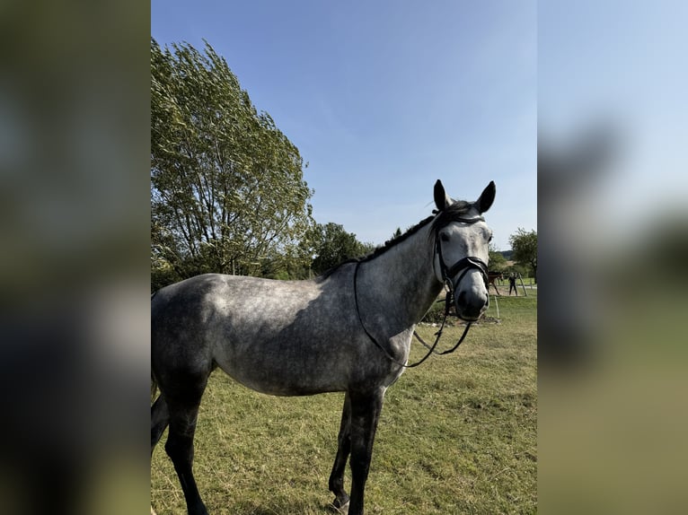 Caballo de salto Oldenburgo Yegua 5 años 172 cm Tordo in Langenbernsdorf