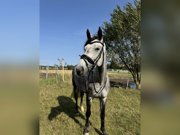 Caballo de salto Oldenburgo Yegua 5 años 172 cm Tordo in Langenbernsdorf