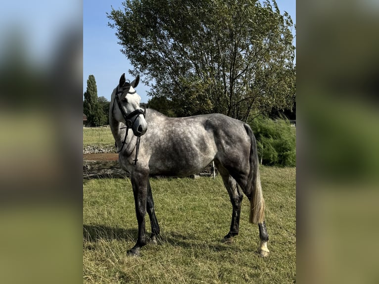 Caballo de salto Oldenburgo Yegua 5 años 172 cm Tordo in Langenbernsdorf