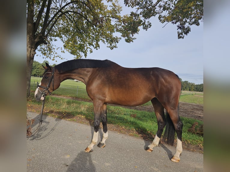 Caballo de salto Oldenburgo Yegua 5 años 173 cm Castaño in Löbnitz