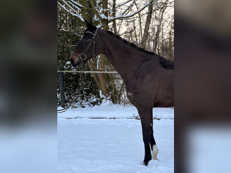 Caballo de salto Oldenburgo Yegua 5 años 175 cm Morcillo in Ibbenbüren