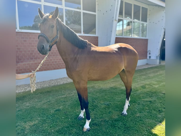 Caballo de salto Oldenburgo Yegua 5 años Castaño in Zülpich