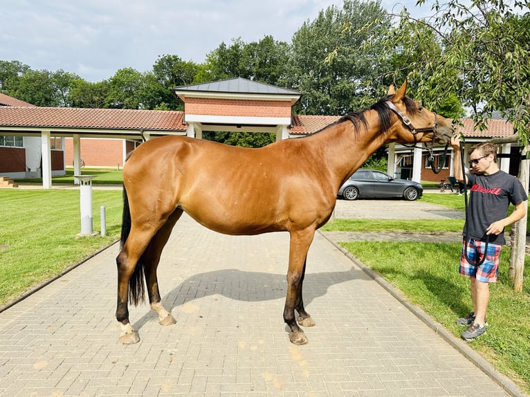 Caballo de salto Oldenburgo Yegua 5 años Castaño in Zülpich