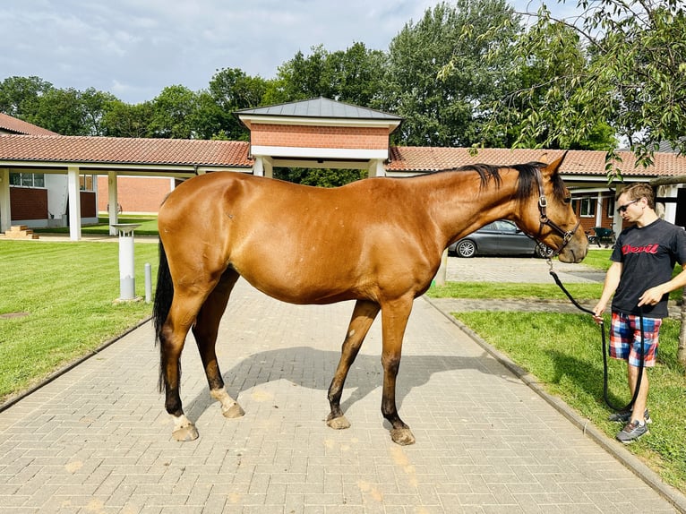 Caballo de salto Oldenburgo Yegua 5 años Castaño in Zülpich