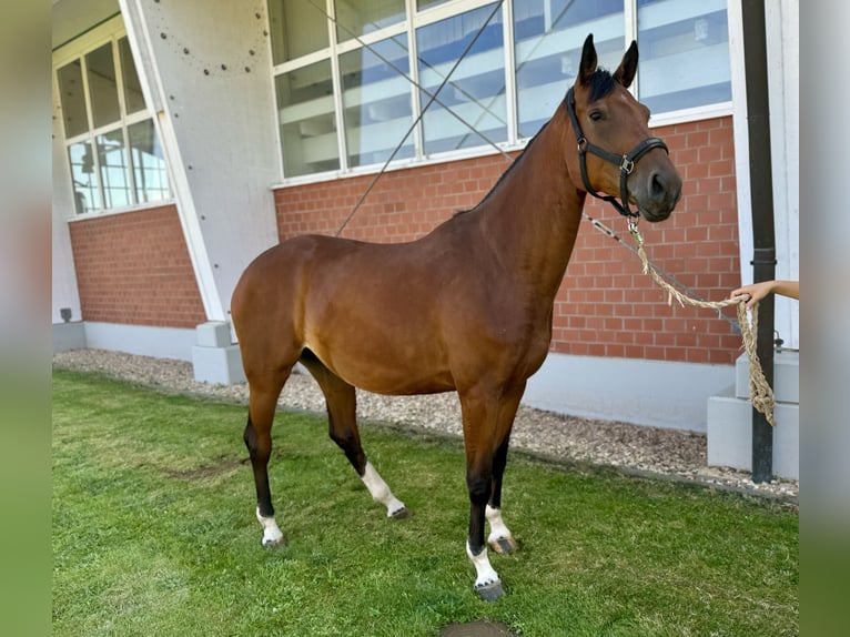 Caballo de salto Oldenburgo Yegua 5 años Castaño in Zülpich