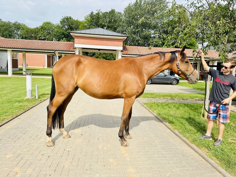 Caballo de salto Oldenburgo Yegua 5 años Castaño in Zülpich