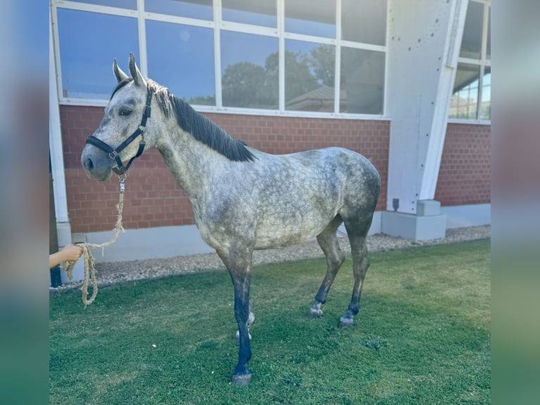 Caballo de salto Oldenburgo Yegua 5 años Tordo in Zülpich