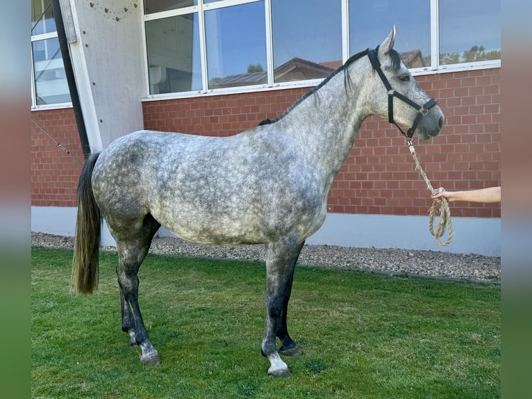 Caballo de salto Oldenburgo Yegua 5 años Tordo in Zülpich