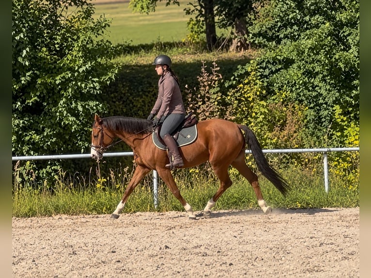 Caballo de salto Oldenburgo Yegua 6 años 158 cm Alazán in Davidschlag