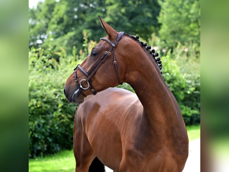 Caballo de salto Oldenburgo Yegua 6 años 160 cm Castaño in Wardenburg