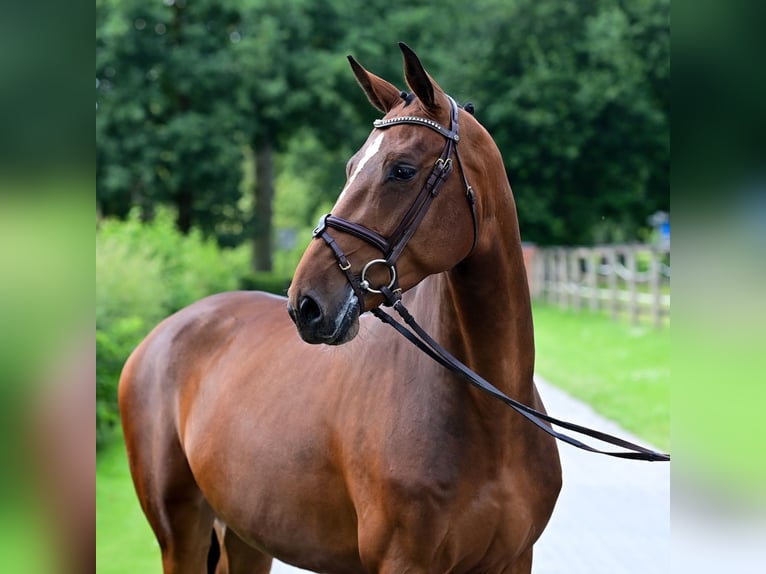 Caballo de salto Oldenburgo Yegua 6 años 160 cm Castaño in Wardenburg