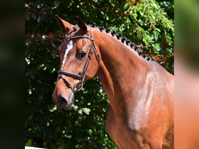 Caballo de salto Oldenburgo Yegua 6 años 160 cm Castaño in Wardenburg