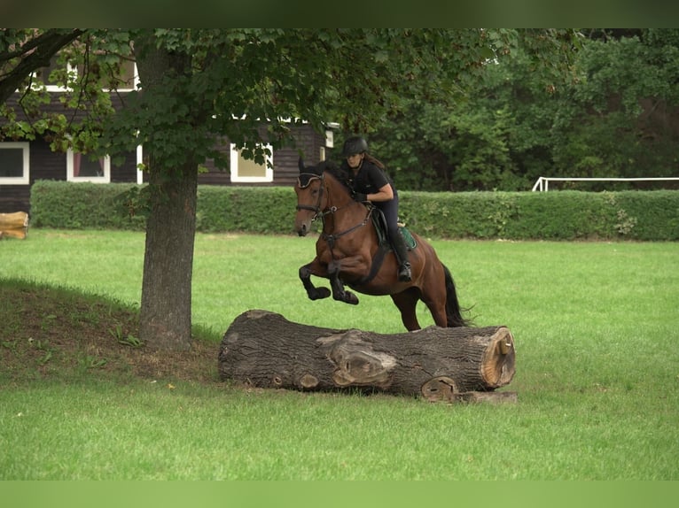 Caballo de salto Oldenburgo Yegua 6 años 161 cm Castaño in Dobersch&#xFC;tz
