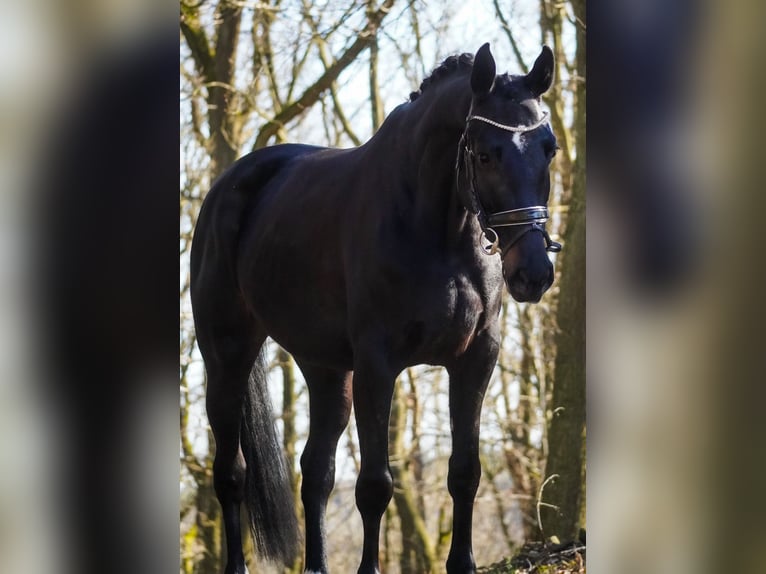 Caballo de salto Oldenburgo Yegua 6 años 162 cm Negro in Nettersheim