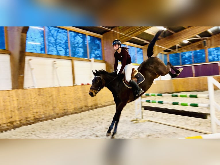 Caballo de salto Oldenburgo Yegua 6 años 163 cm Castaño oscuro in Celle