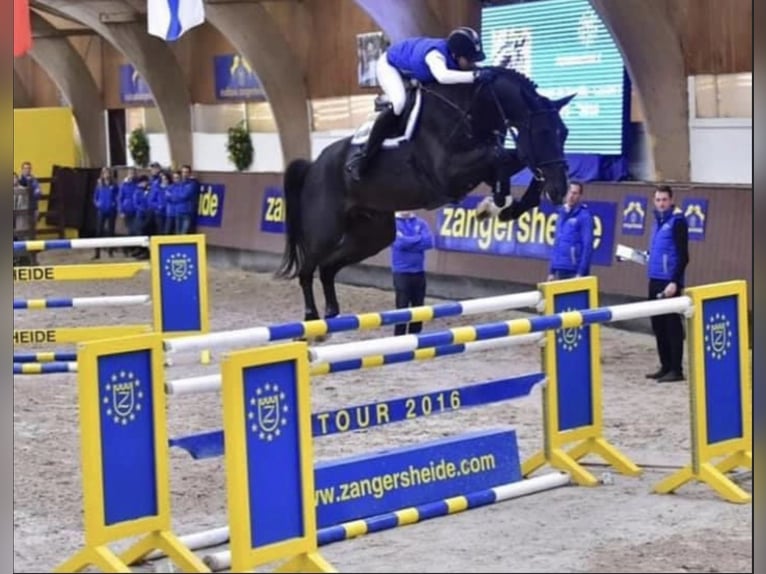 Caballo de salto Oldenburgo Yegua 6 años 163 cm Castaño oscuro in Celle