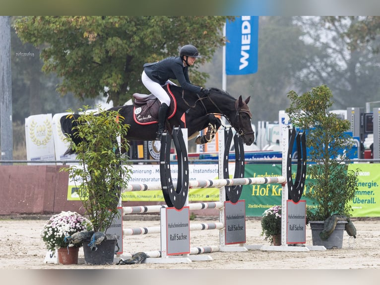 Caballo de salto Oldenburgo Yegua 6 años 163 cm Morcillo in H&#xFC;ttenrode
