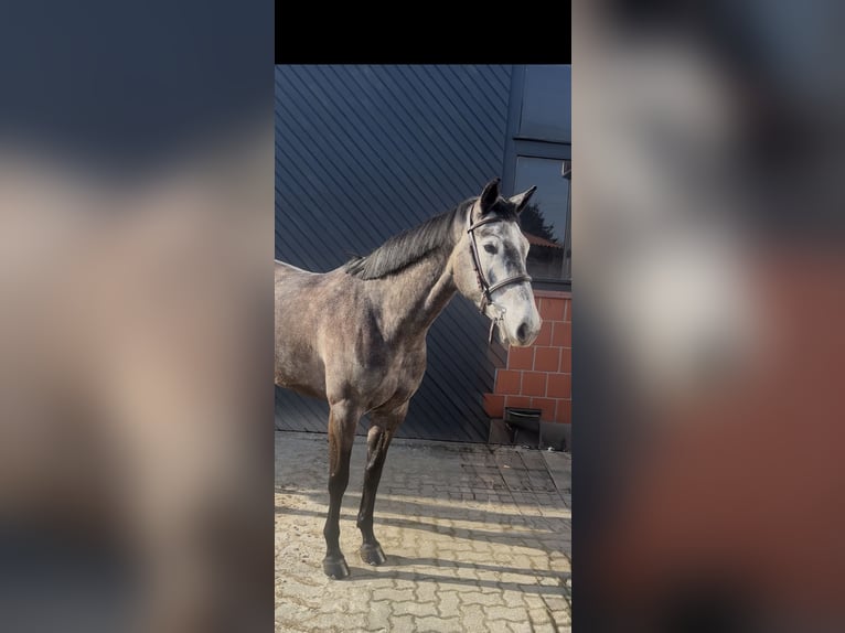 Caballo de salto Oldenburgo Yegua 6 años 163 cm Tordo in Winsen (Aller)