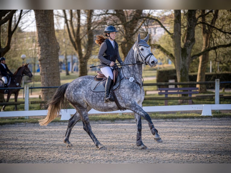 Caballo de salto Oldenburgo Yegua 6 años 163 cm Tordo in &#xDC;berherrn