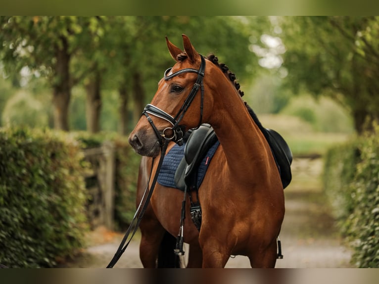 Caballo de salto Oldenburgo Yegua 6 años 165 cm Alazán-tostado in Kalmthout