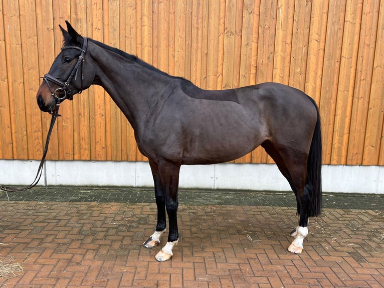 Caballo de salto Oldenburgo Yegua 6 años 165 cm Castaño oscuro in Polzow